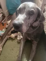 Merle, a male Great Dane for sale in Irving, TX – Photo 4 of 4