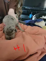 Merle, a male Great Dane for sale in Irving, TX – Photo 2 of 4