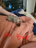 Merle, a male Great Dane for sale in Irving, TX – Photo 3 of 4