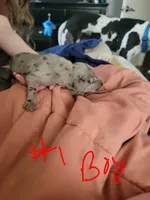 Merle, a male Great Dane for sale in Irving, TX – Photo 1 of 4