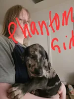 Phantom, a female Great Dane for sale in Irving, TX – 3 of 3
