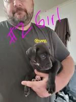 Star, a female Great Dane for sale in Irving, TX – Photo 5 of 7