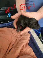 Star, a female Great Dane for sale in Irving, TX – Photo 3 of 7