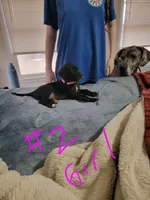 Star, a female Great Dane for sale in Irving, TX – Photo 2 of 7