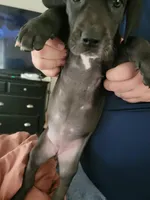 Star, a female Great Dane for sale in Irving, TX – Photo 6 of 7