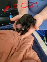 Star, a female Great Dane for sale in Irving, TX – Photo 4 of 7