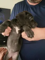 Star, a female Great Dane for sale in Irving, TX – Photo 7 of 7