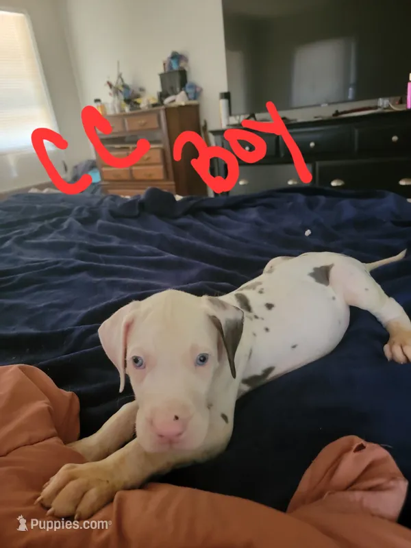 CC – Great Dane puppy for sale in Irving, TX