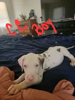 CC, a male Great Dane for sale in Irving, TX – 1 of 4