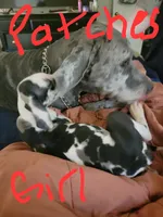 Patches, a female Great Dane for sale in Irving, TX – 5 of 5