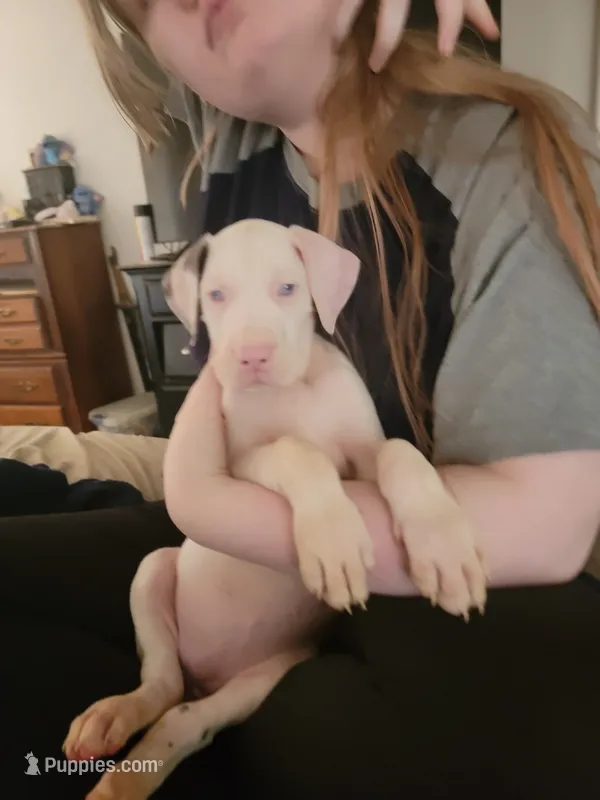 Beauty – Great Dane puppy for sale in Irving, TX