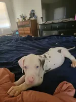 CC, a male Great Dane for sale in Irving, TX – 2 of 4