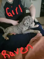 Raven, a female Great Dane for sale in Irving, TX – 3 of 6