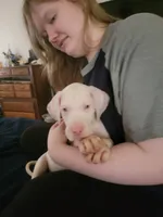 Love, a female Great Dane for sale in Irving, TX – 4 of 5