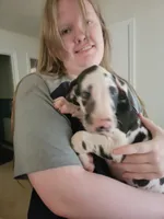Patches, a female Great Dane for sale in Irving, TX – 4 of 5