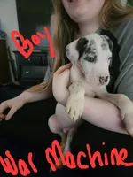 War Machine , a male Great Dane for sale in Irving, TX – 1 of 5