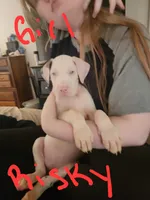 Beauty, a female Great Dane for sale in Irving, TX – 2 of 4