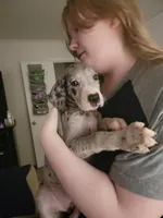 Raven, a female Great Dane for sale in Irving, TX – 4 of 6
