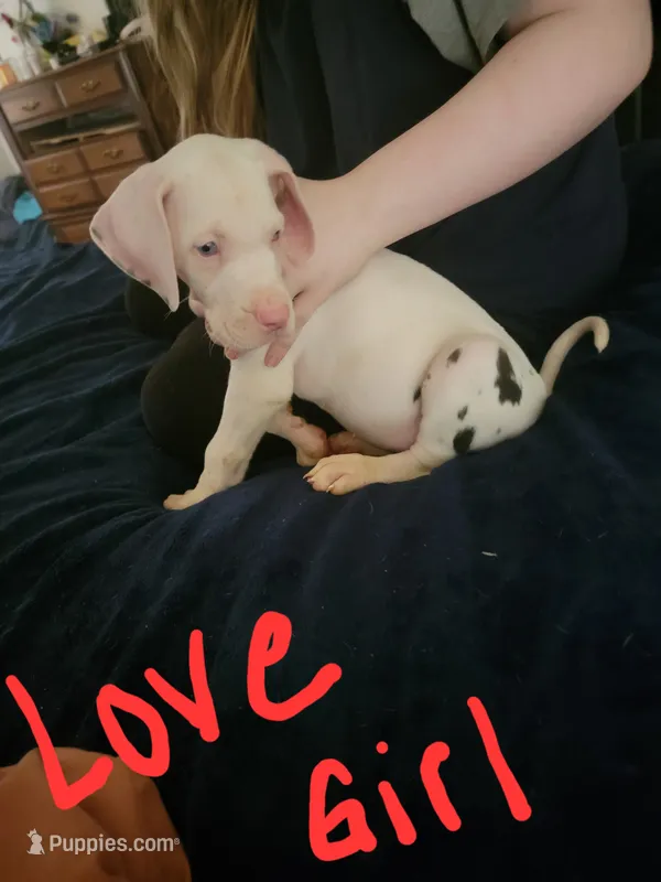 Love – Great Dane puppy for sale in Irving, TX