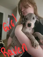 Raven, a female Great Dane for sale in Irving, TX – 6 of 6