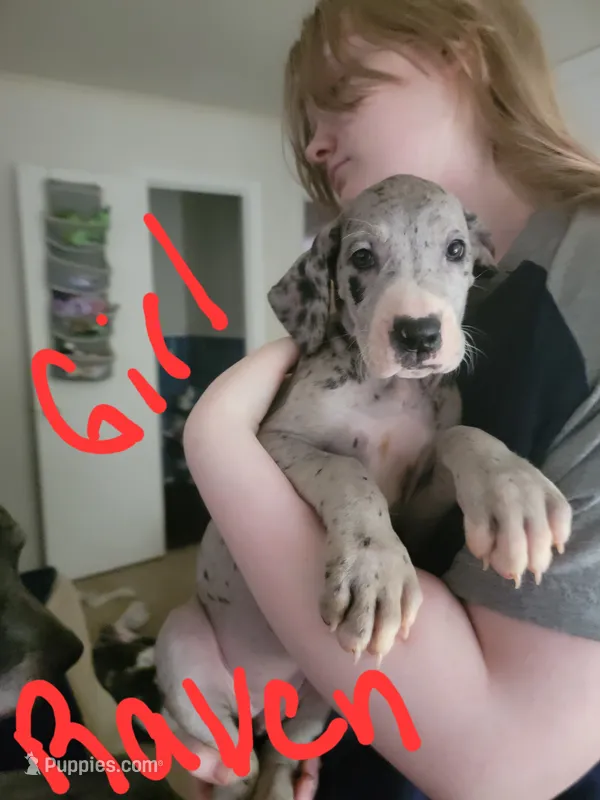 Raven – Great Dane puppy for sale in Irving, TX
