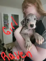 Raven, a female Great Dane for sale in Irving, TX – 1 of 6