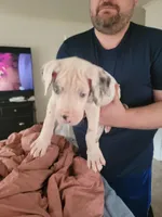 Fiik, a male Great Dane for sale in Irving, TX – Photo 1 of 5