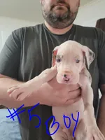 Fiik, a male Great Dane for sale in Irving, TX – Photo 4 of 5