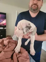 Fiik, a male Great Dane for sale in Irving, TX – Photo 5 of 5