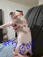 Fiik, a male Great Dane for sale in Irving, TX – Photo 3 of 5