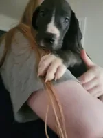 Venom, a male Great Dane for sale in Irving, TX – 2 of 4