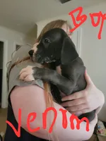 Venom, a male Great Dane for sale in Irving, TX – 4 of 4