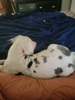 CC, a male Great Dane for sale in Irving, TX – 3 of 4
