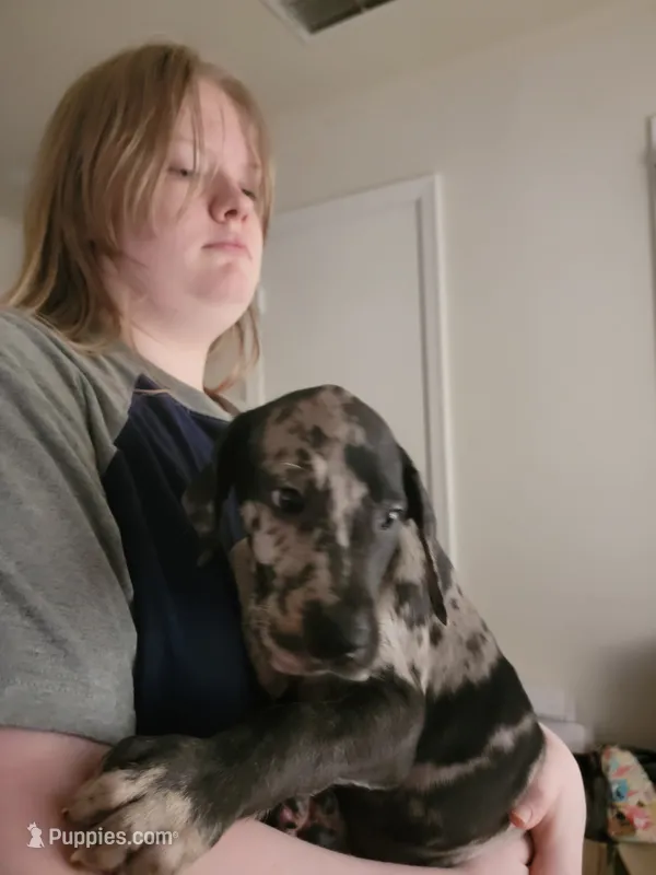 Phantom – Great Dane puppy for sale in Irving, TX