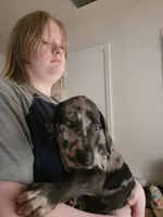 Phantom, a female Great Dane for sale in Irving, TX – 1 of 3