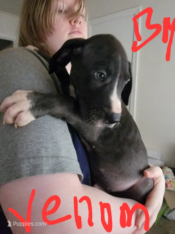 Venom – Great Dane puppy for sale in Irving, TX