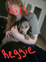 Reggie, a female Great Dane for sale in Irving, TX – 3 of 4