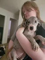 Raven, a female Great Dane for sale in Irving, TX – 5 of 6