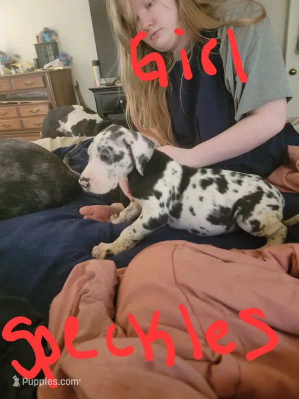 Speckles – Great Dane puppy for sale in Irving, TX