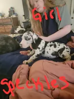 Speckles, a female Great Dane for sale in Irving, TX – 1 of 2