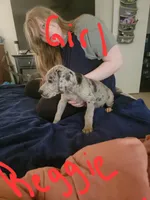 Reggie, a female Great Dane for sale in Irving, TX – 2 of 4