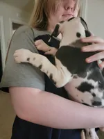 Patches, a female Great Dane for sale in Irving, TX – 3 of 5