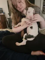 Risky, a female Great Dane for sale in Irving, TX – 3 of 4