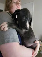Venom, a male Great Dane for sale in Irving, TX – 3 of 4