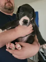 Spot, a female Great Dane for sale in Irving, TX – Photo 1 of 4