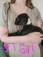 Spot, a female Great Dane for sale in Irving, TX – Photo 2 of 4