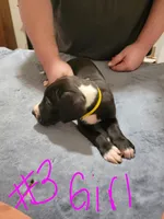 Spot, a female Great Dane for sale in Irving, TX – Photo 3 of 4