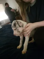 War Machine , a male Great Dane for sale in Irving, TX – 3 of 5