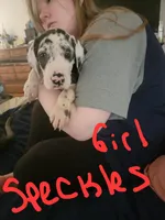 Speckles, a female Great Dane for sale in Irving, TX – 2 of 2