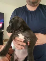 Bat Girl, a female Great Dane for sale in Irving, TX – Photo 4 of 4